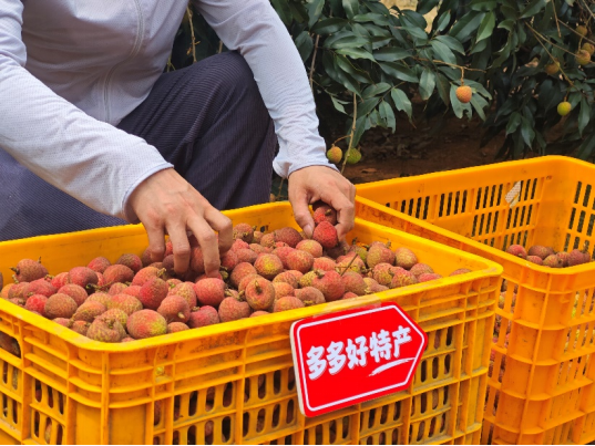 拼多多发布Q1财报，赵佳臻：“千亿扶持”只动真格，要为中小商家托底